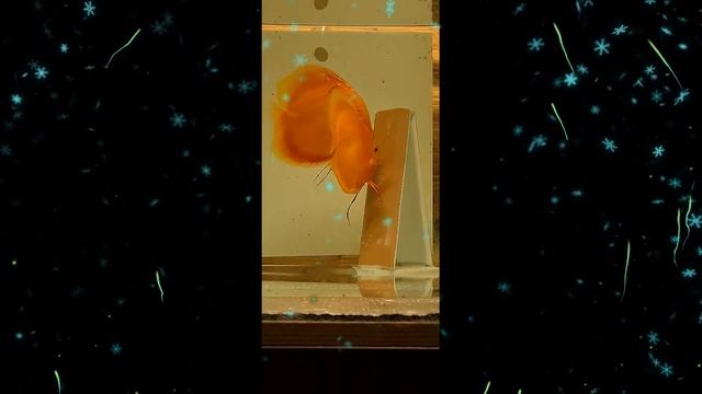 # Discus# Дискусы#НЕРЕСТОВАЯ ПРИОТКРЫВАЯ ЗАНАВЕС