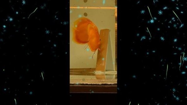 # Discus# Дискусы#НЕРЕСТОВАЯ ПРИОТКРЫВАЯ ЗАНАВЕС