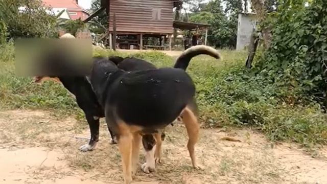 Breeding season, Single Dogs Breeding in the village. Dog villager смотреть онлайн