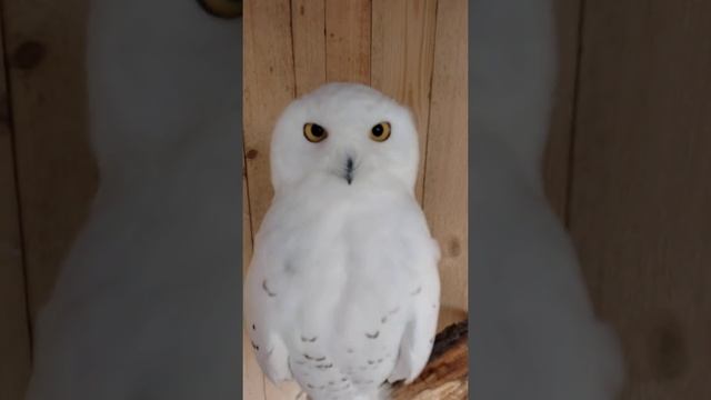 Cамец белой совы смотреть онлайн