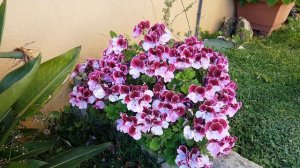 Цветение Инкарвиллея Делавея ( садовая глоксиния) и  моих лютиков месяц спустя