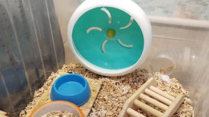 Кого лучше выбрать? Сирийский или джунгарский хомяк?