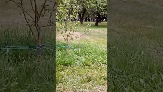 яблочный сад ??? смотреть онлайн