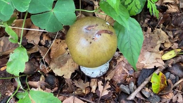 PilzCoachBadenweiler - Amanita phalloides der Grüne Knollenblätterpilz Tödlich giftige Pilze 2021 смотреть онлайн