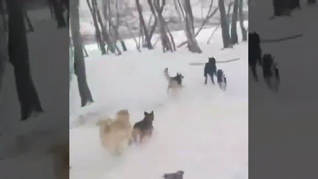 Утренняя прогулка в приюте ДОРА.) смотреть онлайн