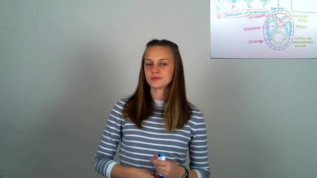 ЕГЭ по Биологии. Онтогенез и эмбриогенез смотреть онлайн