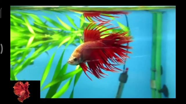 Рыбка петушок. Уход и содержание. смотреть онлайн