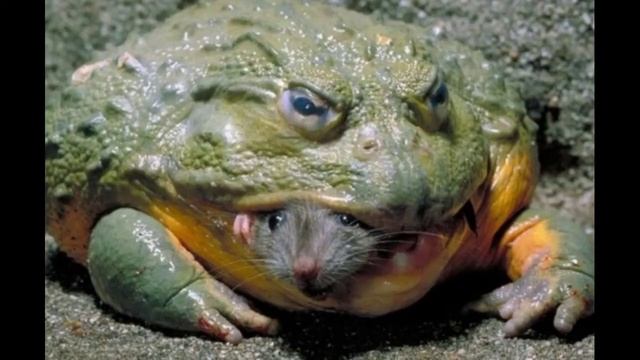 Доказательство того, что (Имя и друзья красавица) и (Birdie) настоящие sisters. смотреть онлайн