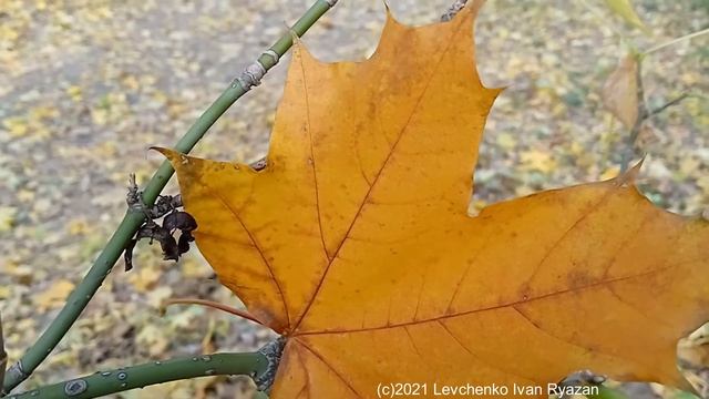 Опавшие желтые кленовые листья (видео Levuarden) смотреть онлайн