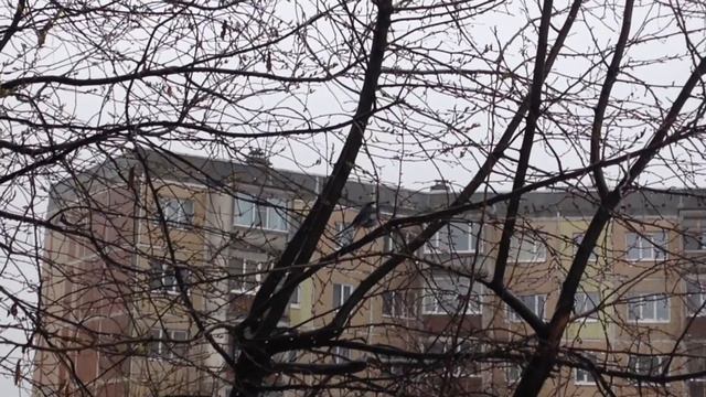 Трясогузка под снегом и дождём смотреть онлайн