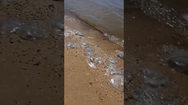 Медузы в Азовском море 2020 смотреть онлайн