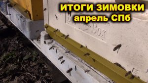 Итоги зимовки 2022 г. СПб. Гибель семей.