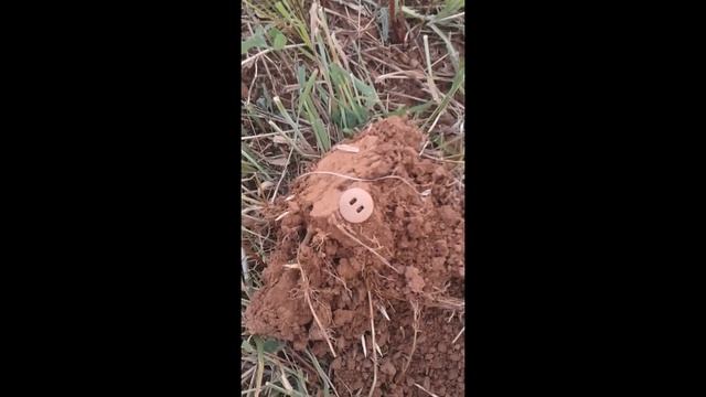 Увлекательное хобби. Поиск в поле. Первый видео-обзор смотреть онлайн