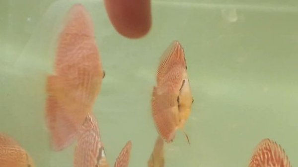 обзор наличия дискусы продажа москва , Дискус1( Сергей Шилов)