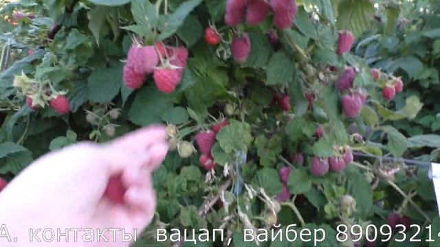 0435D3 супер ранний сорт малины смотреть онлайн