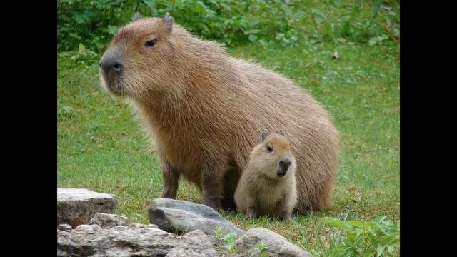 Обзор на кабипару #капибара #обзор смотреть онлайн