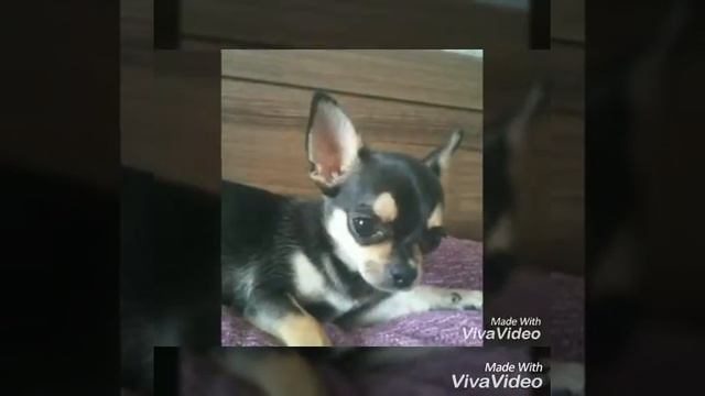 Собака породы чихуахуа!Собака лучшей подруги! смотреть онлайн