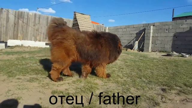 The Most Impudent And Cunning Girl, Tibetan Mastiff, 4 Months Old, FCI