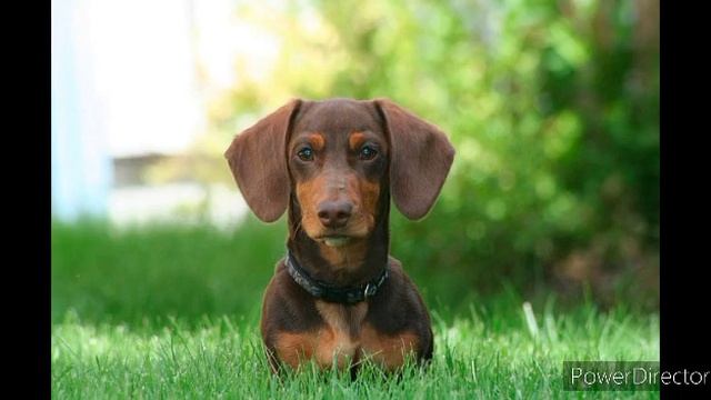 Полезное информации о том с чем отличаются друг- друга Карликовая Такса и Такса. смотреть онлайн