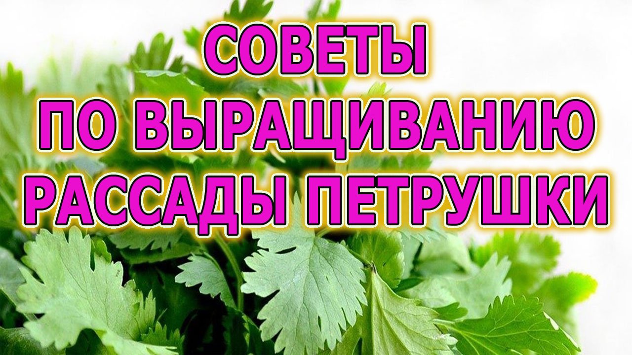 СЕМЬ СОВЕТОВ ПО ВЫРАЩИВАНИЮ РАССАДЫ ПЕТРУШКИ ДЛЯ ДАЧИ. КАК ВЫРАЩИВАТЬ ПЕТРУШКУ РАССАДОЙ.