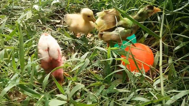 Tangkap Ayam Lucu, Ayam Warna Warni, , Kelinci, Kucing Lucu, Ayam Rainbow Gokil Bebek,Hewan Lucu #1