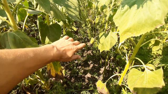 Соняшник -Розета від компанії Сингента