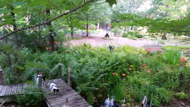 Panorama Of The Lower Hosta Gardens