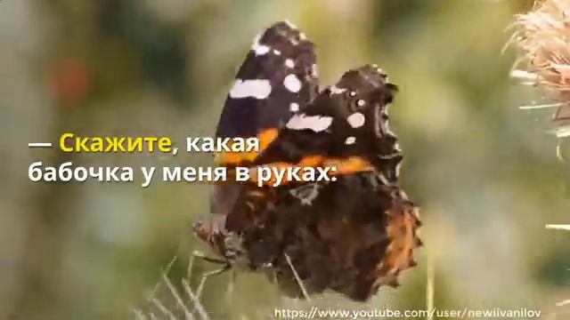 Притча о бабочке Все в твоих руках смотреть онлайн