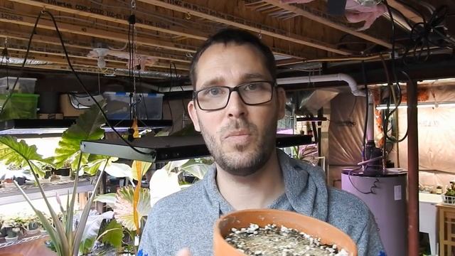 Update!  Giant Cobra Lily, Lithops Seedlings And Nepenthes Ventricosa