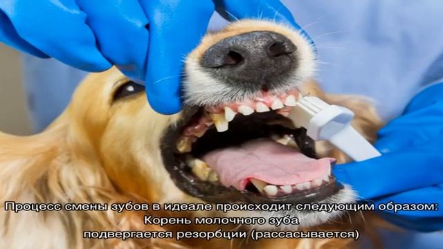 Сколько у собаки зубов? Когда происходит смена зубов у щенков? смотреть онлайн