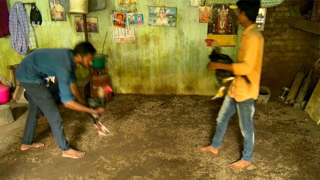 sandai seval | training | diet and care | tamil documentary смотреть онлайн