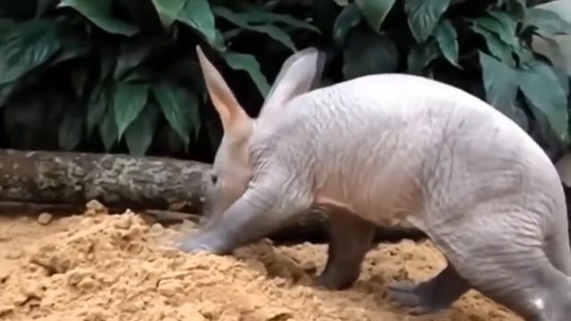 15 САМЫХ РЕДКИХ ЖИВОТНЫХ смотреть онлайн