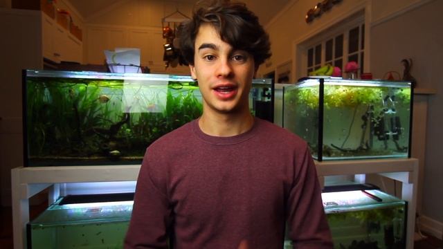 7 Tips for Keeping Neon Tetras in an Aquarium смотреть онлайн