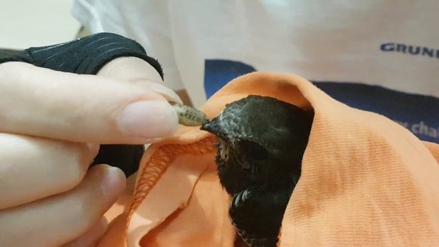 Птенец стрижа смотреть онлайн