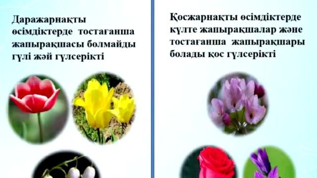 №110 мектеп - лицей Биология пәні, 8- сынып смотреть онлайн