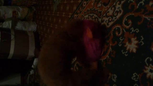 toy- pudel' Dolly смотреть онлайн