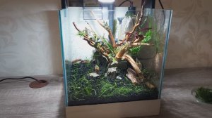 Запуск креветочника с нуля.