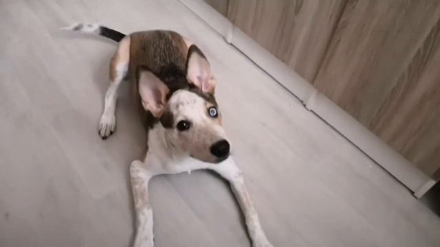 БиБи 5 месяц. совсем подросла.Cобачка служит.BiBi's grown up.the dog serves. смотреть онлайн
