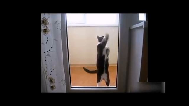 Приколы с котами - ТОПовая подборка 2. смотреть онлайн