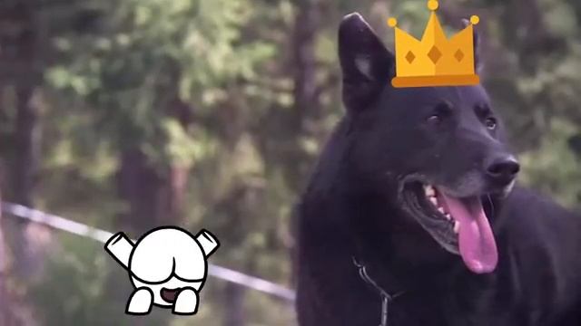 Завели Добермана, А Через 5 Дней Услышали Крик