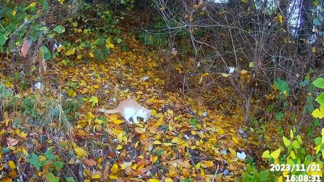 Fly fishing in Vadul lui Voda. Люблю грозу в начале ноября . смотреть онлайн
