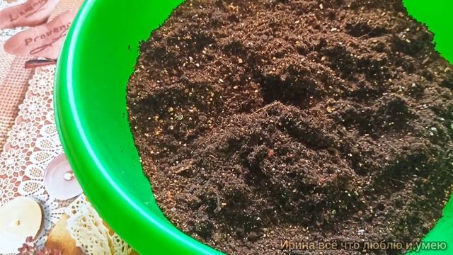 Клубневая бегония. Как прорастить клубни весной? смотреть онлайн