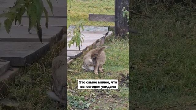 Заяц #милота смотреть онлайн