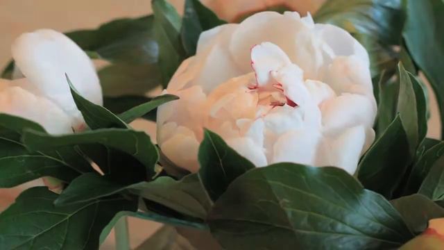Peony Blooming смотреть онлайн