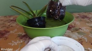 Орхидея Ванда уход и наращивание корней