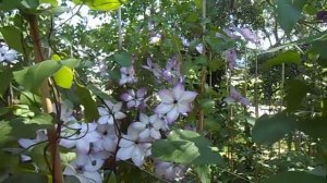 Clematis florida «Fond Memories»