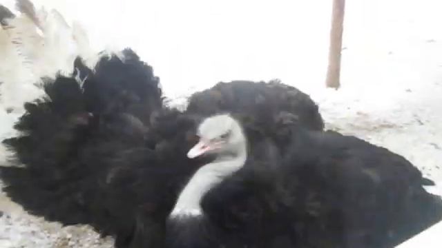 Страусы Сургут (рыболов-профи).AVI смотреть онлайн