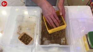 Стратификация косточек Абрикоса Мичуринский 06.