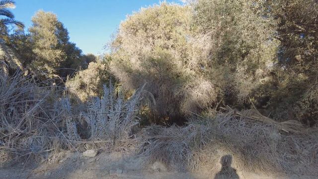 Зимой в Египте. Дом для всех, пустыня, оазис смотреть онлайн