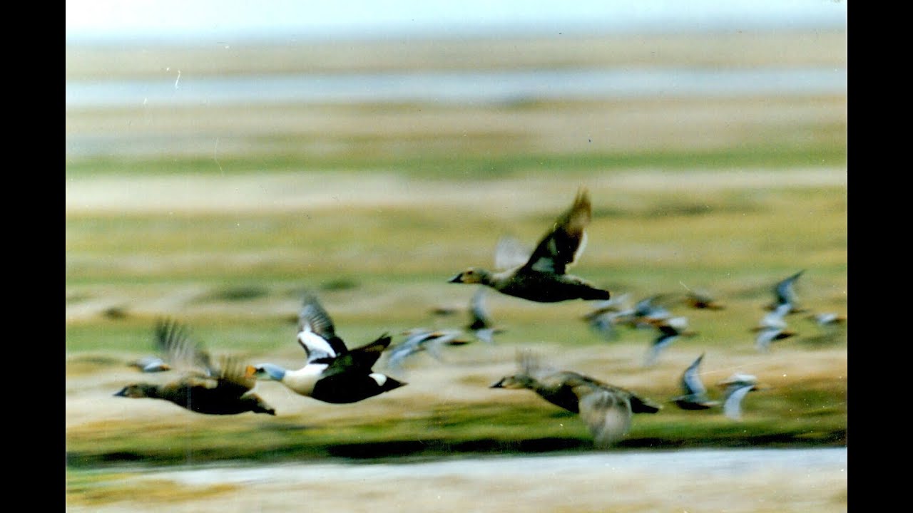 В мире интерес к Арктике всеобщий смотреть онлайн